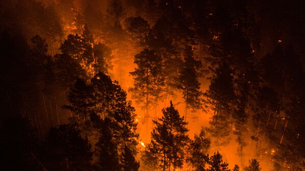 جنگل های سیبری روسیه غرق شعله های آتش / کراسنویارسک - اسپوتنیک افغانستان  