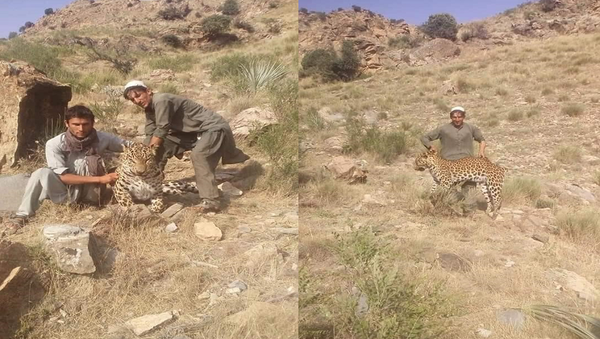 باشنده‌گان ولایت ننگرهار یک پلنگ را با دادن زهر کُشتند - اسپوتنیک افغانستان  