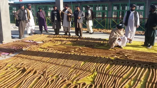 برداشت هشت ‌هزار تُن انجیر در هرات  - اسپوتنیک افغانستان  