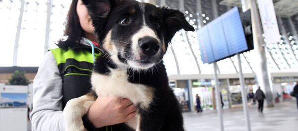 تشخیص ویروس کرونا توسط سگها در فرودگاه دبی تشخیص ویروس کرونا توسط سگها در فرودگاه دبی - اسپوتنیک افغانستان