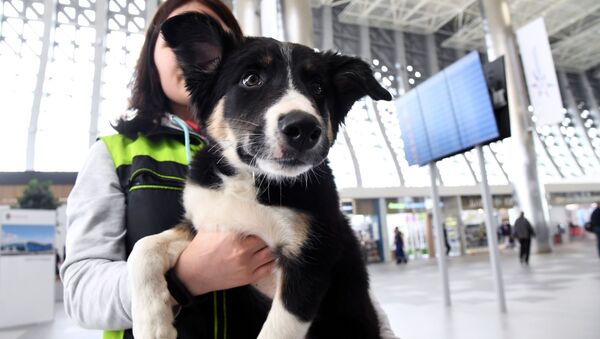 تشخیص ویروس کرونا توسط سگ‌ها در فرودگاه دبی - اسپوتنیک افغانستان  