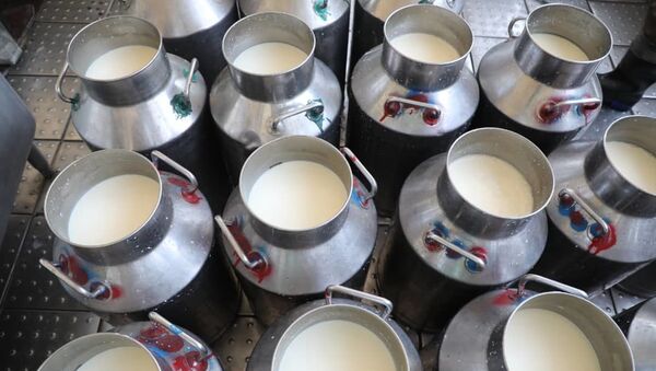 به سمت خودکفایی؛ تولید 30 هزار لیتر شیر در یک روز در فارم‌های گاوداری بلخ - اسپوتنیک افغانستان  