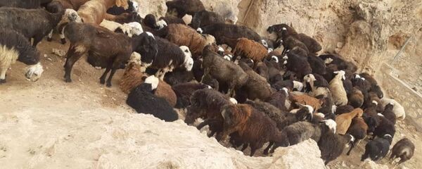 قاتلان سه چوپان در سمنگان دستگیر شدند قاتلان سه چوپان در سمنگان دستگیر شدند - اسپوتنیک افغانستان