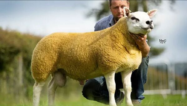 گرانترین گوسفند جهان در اسکاتلند به فروش رسید - اسپوتنیک افغانستان  