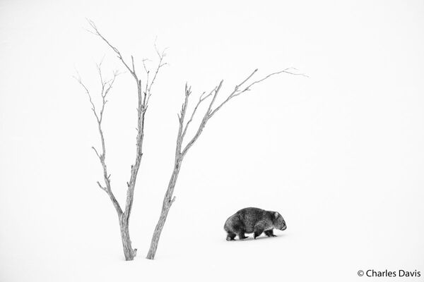 مسابقه عکاسی طبیعت وحش استرالیا - 2020/عکاس،چارلز داویس. - اسپوتنیک افغانستان  