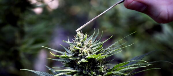 حکومت پاکستان، کشت چرس را قانونی ساخت - اسپوتنیک افغانستان  