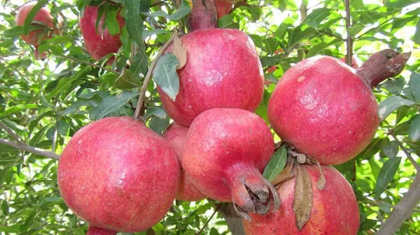 نزدیک به 200 هزار تن انار امسال در افغانستان تولید می شود - اسپوتنیک افغانستان  
