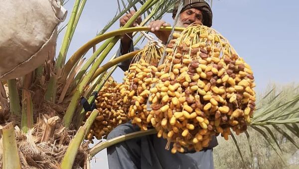 حاصلات سالانه‌ ای خرمای ننگرهار به ۱۵۰ تن می‌رسد - اسپوتنیک افغانستان  