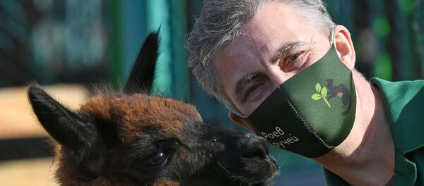 دانشمندان: آنتی بادی های شترآلپاکا ویروس کرونا را خنثی می‌کند - اسپوتنیک افغانستان  