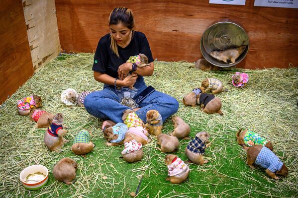 نمایشگاه حیوانات اهلی و وحشی در بانکوک - اسپوتنیک افغانستان  