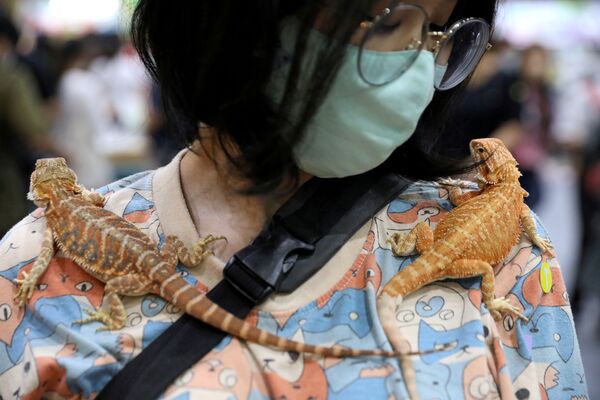 نمایشگاه حیوانات اهلی و وحشی در بانکوک - اسپوتنیک افغانستان  