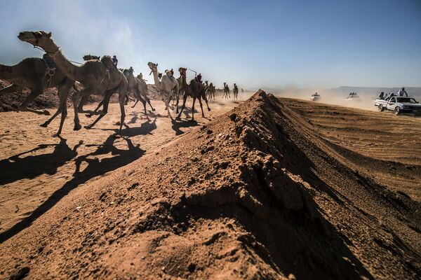 مسابقات شتر سواری در بیابان های مصر - اسپوتنیک افغانستان  
