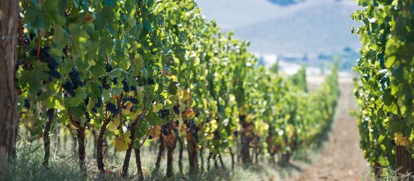 درگیری بر سر حاصلات انگور در کاپیسا جان یک تن را گرفت  - اسپوتنیک افغانستان  