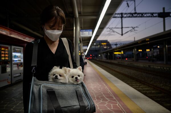دختر کوریایی با دو سگ در انتظار قطار در شهر سانچئون - اسپوتنیک افغانستان  