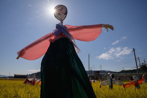 مترسک با لباس سنتی کوریای جنوبی در مزارع برنج - اسپوتنیک افغانستان  