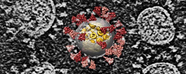 گونه جدید کرونا ویروس انگلیس به کوریای جنوبی رسید گونه جدید کرونا ویروس انگلیس به کوریای جنوبی رسید - اسپوتنیک افغانستان