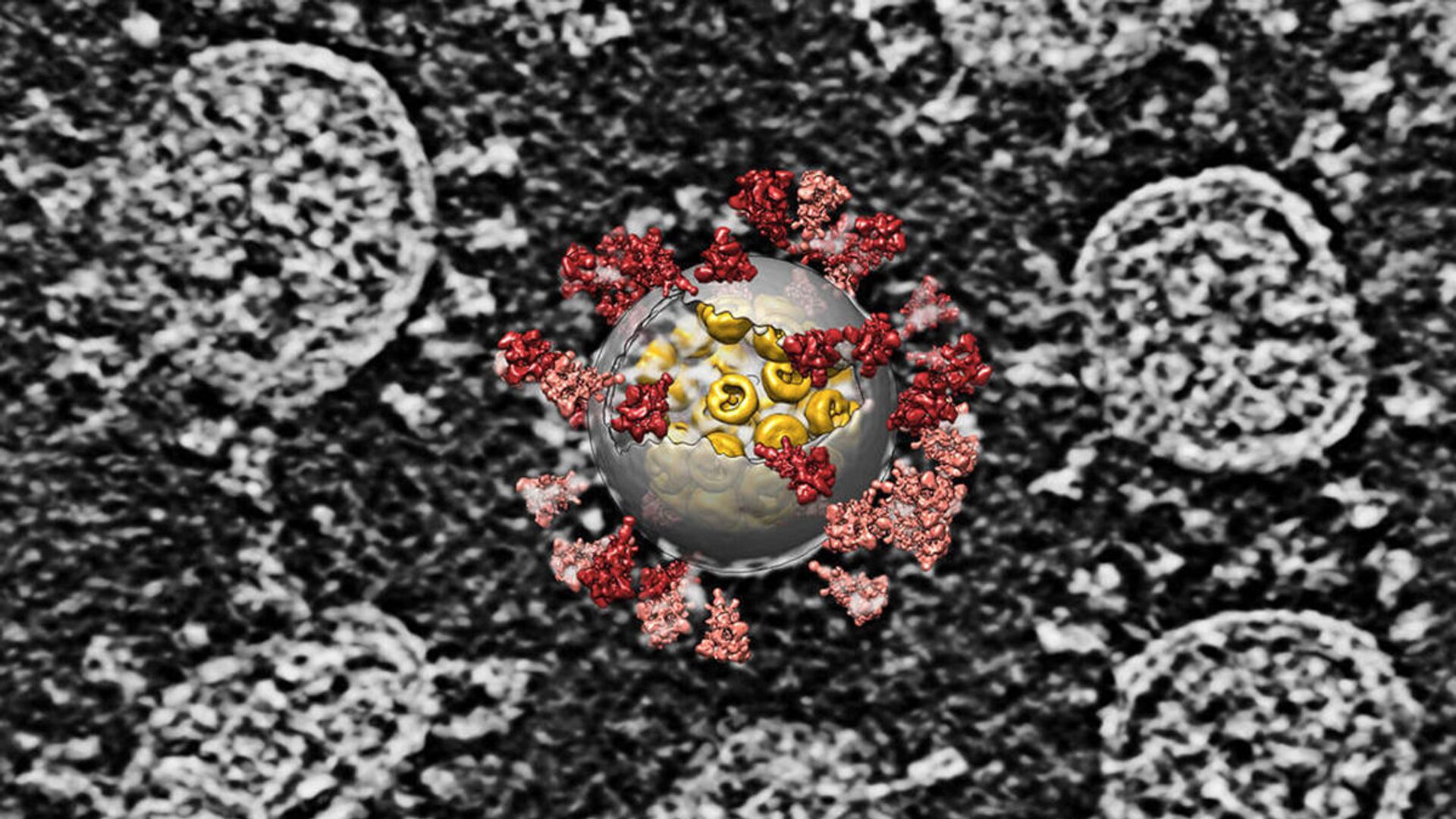 Наложение компьютерной реконструкции на изображение вирусов SARS-CoV-2 - اسپوتنیک افغانستان  , 1920, 06.12.2021