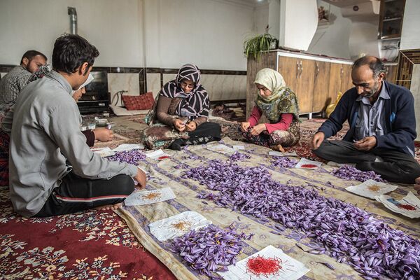 مردم در حال برداشت زعفران در ولایت گلستان ایران  - اسپوتنیک افغانستان  