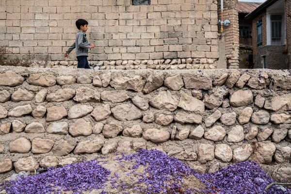 مردم در حال برداشت زعفران در ولایت گلستان ایران  - اسپوتنیک افغانستان  