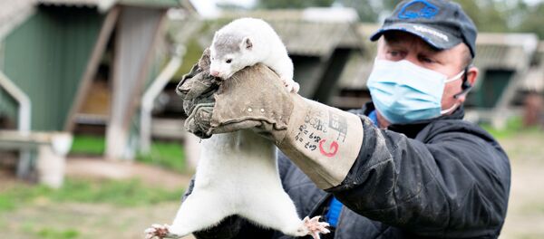 کشتن بی‌رحمانه میلیون ها راسو در دانمارک به دلیل انتقال کرونا - اسپوتنیک افغانستان  