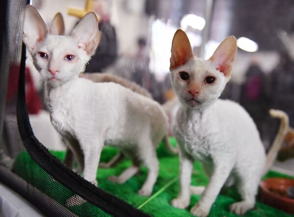 گربه های نژاد  کورنیش رکس در نمایشگاه  گربه ها / مسکو - اسپوتنیک افغانستان  