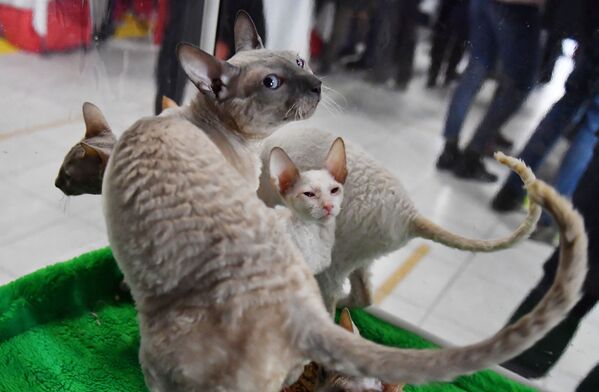گربه های نژاد  کورنیش رکس در نمایشگاه گربه ها / مسکو - اسپوتنیک افغانستان  