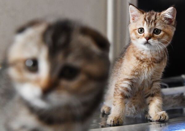 چوچه های نژاد گربه اسکاتیش فولد در نمایشگاه گربه ها / مسکو - اسپوتنیک افغانستان  