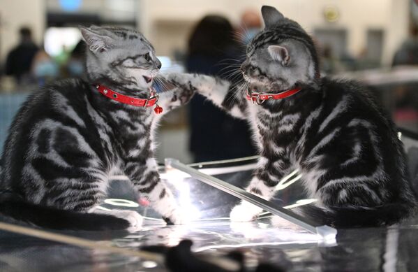 گربه  نژاد اسکاتیش فولد در نمایشگاه گربه ها / مسکو - اسپوتنیک افغانستان  