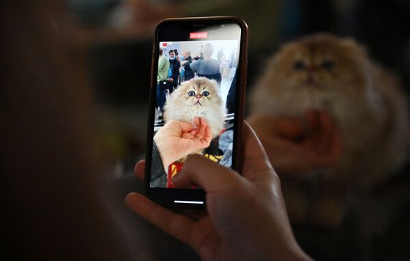 باردیدکنندگان نمایشگاه گربه های زیبا / مسکو - اسپوتنیک افغانستان  