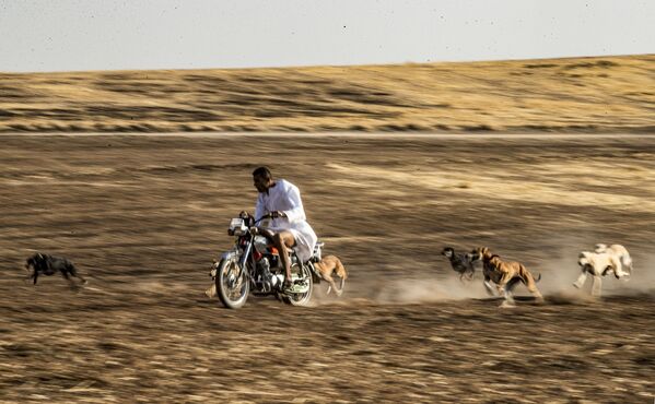 تمرین سگ ها در سوریه - اسپوتنیک افغانستان  