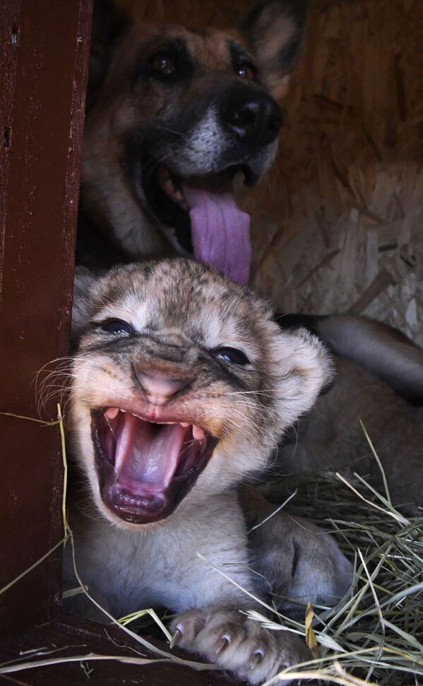 باغ وحش پریمور در روسیه - اسپوتنیک افغانستان  