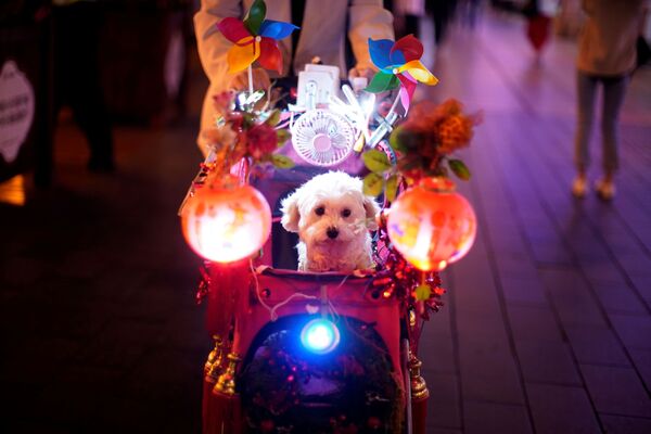 سگی در کالسکه در شانگهای چین - اسپوتنیک افغانستان  