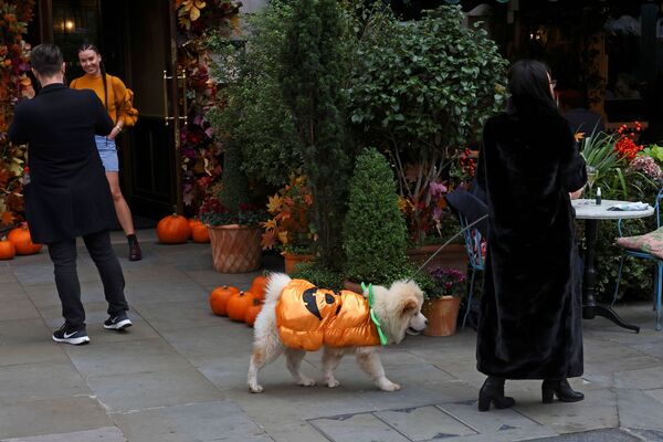 سگی با لباس کدو در لندن - اسپوتنیک افغانستان  