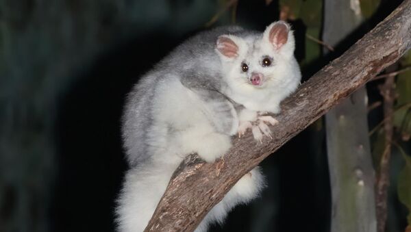 دو گونه جدید پستانداران در استرالیا شناسایی شد - اسپوتنیک افغانستان  