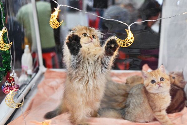 گربه در نمایشگاه «گربه ها» در مسکو - اسپوتنیک افغانستان  