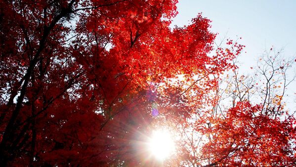 پاییز در جاپان/ درختان زیبای افرا - اسپوتنیک افغانستان  