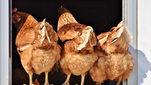  شیوع آنفلوانزای مرغی در اروپا  - اسپوتنیک افغانستان  
