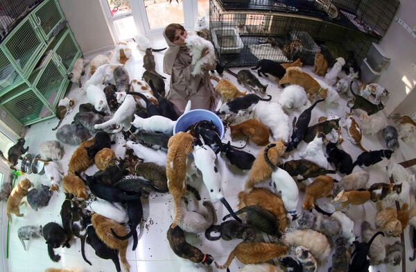 مریم البلوشی ساکن مسقط عمان با 480 گربه و 12 سگ.
 - اسپوتنیک افغانستان  