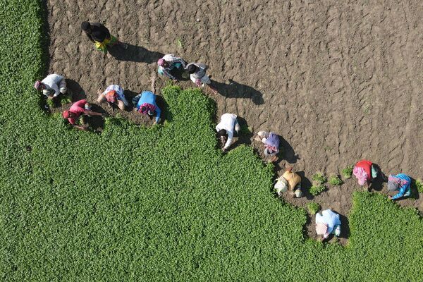 کارگران در بنگلادش در یک مزرعه علف در حال درو کردن.
 - اسپوتنیک افغانستان  