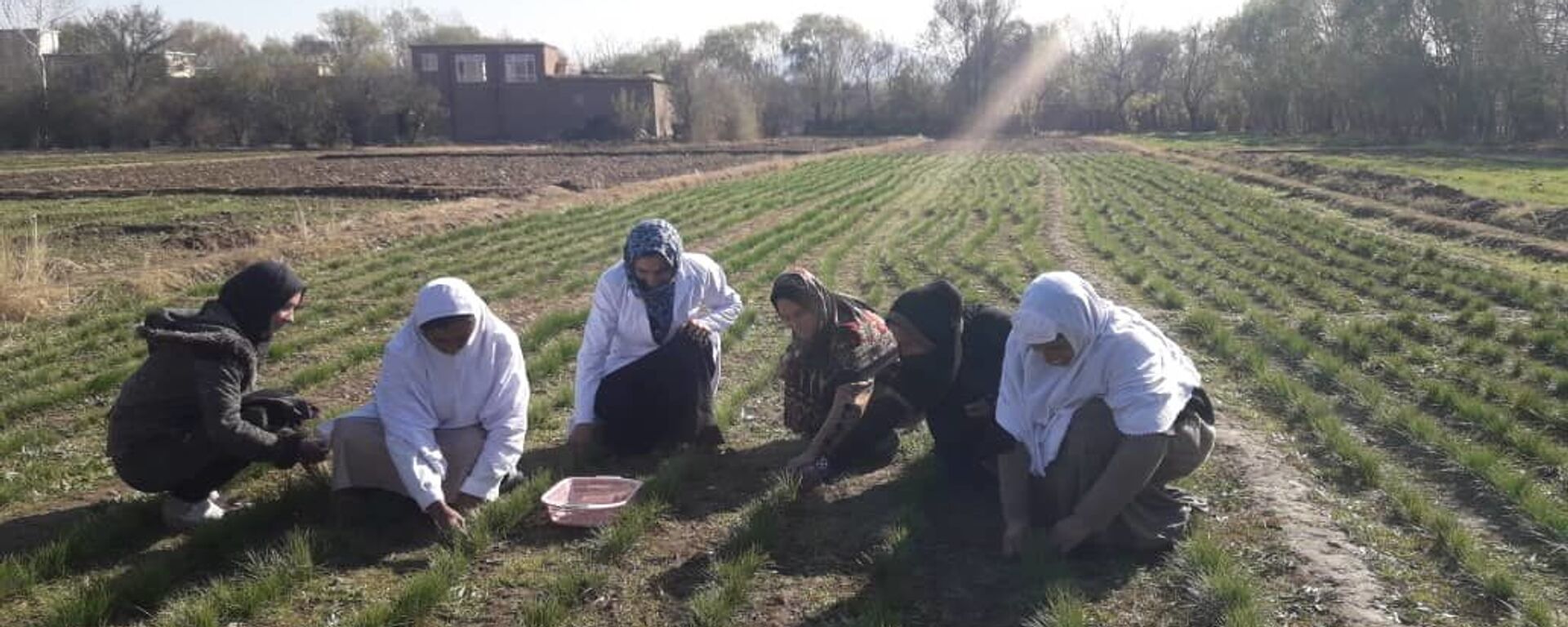ساخت پنج مزرعه‌ی نمایشی زعفران برای زنان در کاپیسا - اسپوتنیک افغانستان  , 1920, 05.12.2020