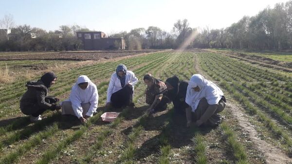 ساخت پنج مزرعه‌ی نمایشی زعفران برای زنان در کاپیسا - اسپوتنیک افغانستان  