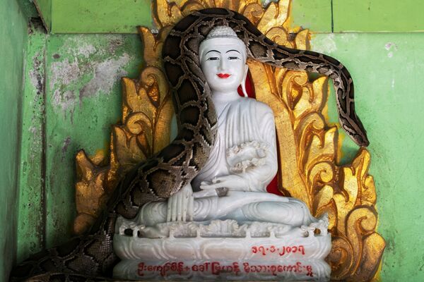 مار پیتون نجات یافته شده روی مجسمه بودا در صومعه ای در میانمار - اسپوتنیک افغانستان  