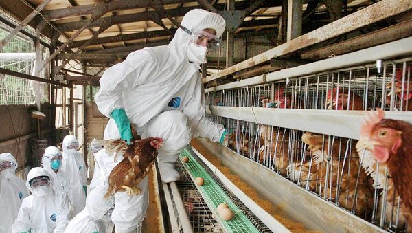 شیوع آنفلوانزای مرغی در جاپان - اسپوتنیک افغانستان  
