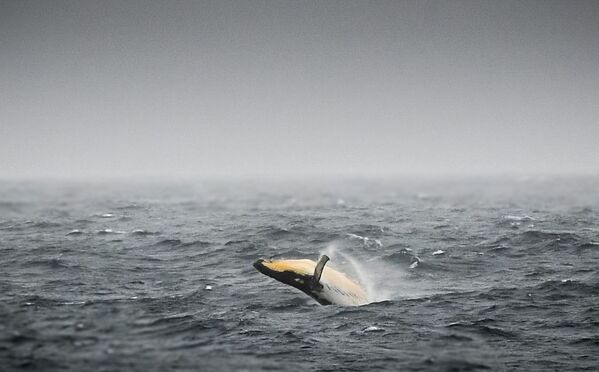 نهنگ بزرگ در دریای بلینگسهاوزن  اقیانوس منجمد جنوبی واقع در جنوب اقیانوس آرام - اسپوتنیک افغانستان  