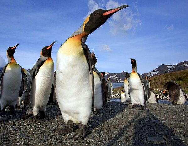 پنگوئن‌ها در جزیره جورجیا. - اسپوتنیک افغانستان  