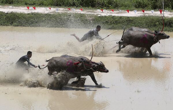 کشاورزان تایلندی در مسابقات گاو نر در تایلند - اسپوتنیک افغانستان  