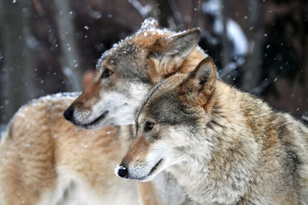 گرگ های ساکن در باغ وحش مسکو - اسپوتنیک افغانستان  