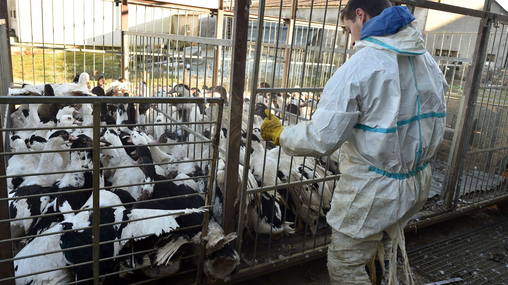 Вспышка птичьего гриппа H5N8 на утиной ферме во Франции - اسپوتنیک افغانستان  , 1920, 02.10.2022