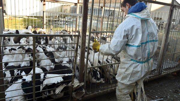 Вспышка птичьего гриппа H5N8 на утиной ферме во Франции - اسپوتنیک افغانستان  