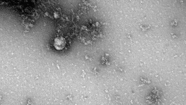جهش جدید ویروس کرونا در انگلیس  - اسپوتنیک افغانستان  
